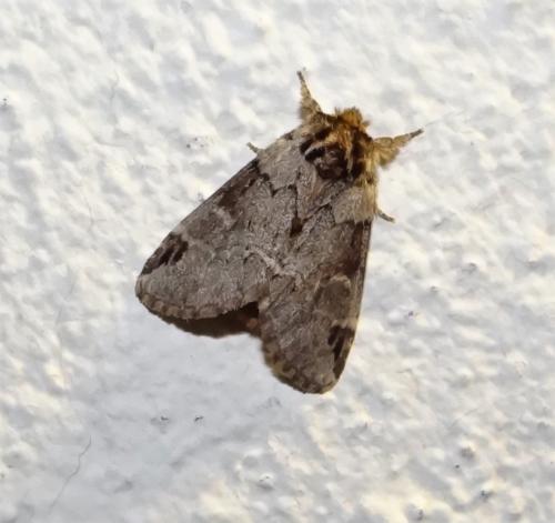 Réf. 257 854 : Drymonia melagona